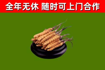 瑞金市回收冬虫夏草